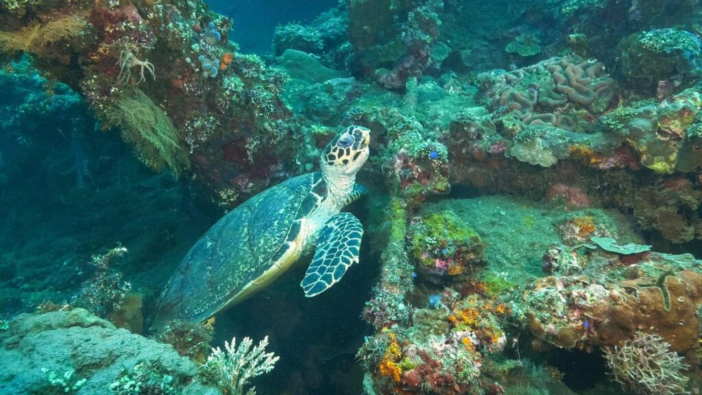 Tulamben, Hot Spot Wreck Dive Site in Bali